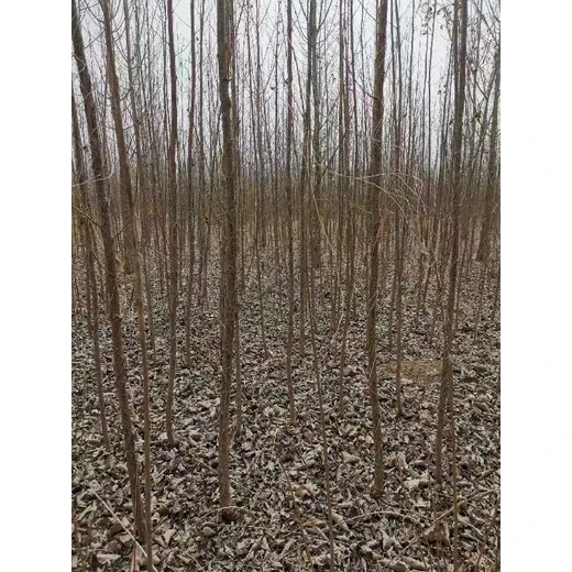 山西長治107速生楊種條,楊樹苗,意楊