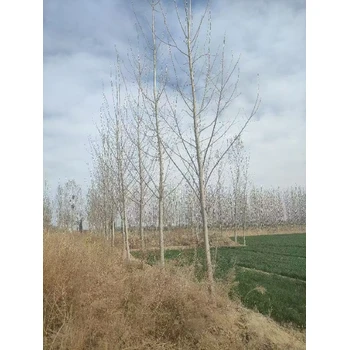 山東菏澤107速生楊樹苗基地,楊樹苗,太青楊