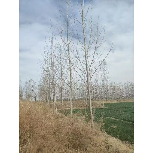新疆哈密107速生楊樹苗基地,楊樹苗,意楊