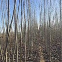 貴州畢節(jié)107速生楊種條,楊樹苗,意楊