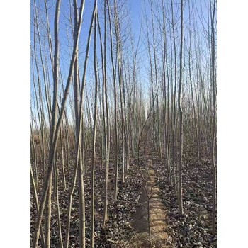 黑龍江雞西107速生楊種條,楊樹苗,意楊