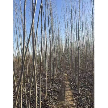 山東菏澤107速生楊樹苗基地,楊樹苗,太青楊