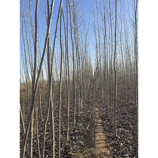 新疆吐魯番107速生楊插段,楊樹苗,意楊