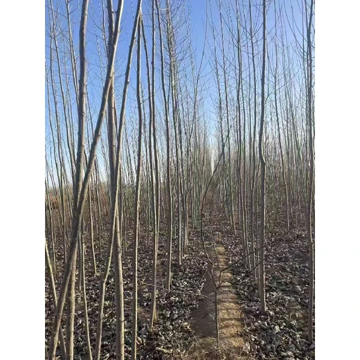 浙江臺州107速生楊樹苗基地,楊樹苗,太青楊