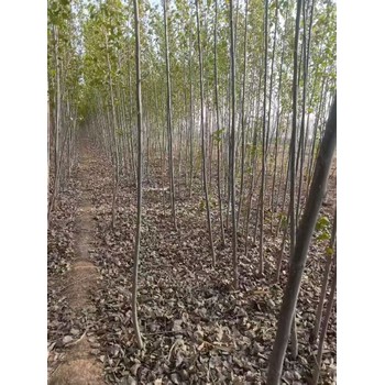 陜西西安107速生楊種條,楊樹苗,太青楊