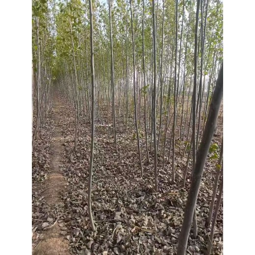 新疆和田107速生楊樹苗基地,楊樹苗,意楊