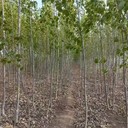 四川達州107速生楊種根,楊樹(shù)苗,太青楊