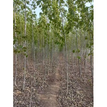 陜西延安107速生楊種條,楊樹(shù)苗,太青楊