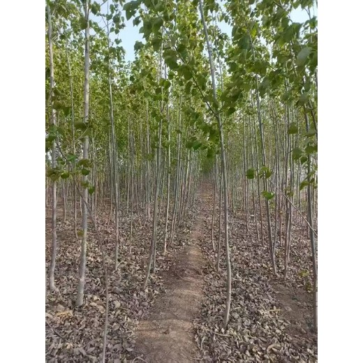 四川達(dá)州107速生楊樹(shù)苗基地,楊樹(shù)苗,太青楊