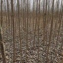 陜西咸陽(yáng)107速生楊樹(shù)苗,楊樹(shù)苗,意楊