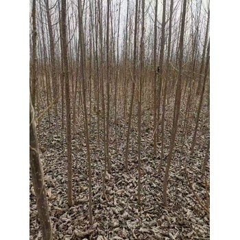 甘肅定西107速生楊小苗,楊樹苗,意楊