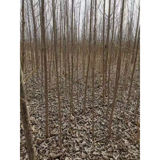 青海海東107速生楊種根,楊樹苗,意楊