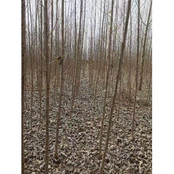 山西臨汾107速生楊插段,楊樹苗,意楊