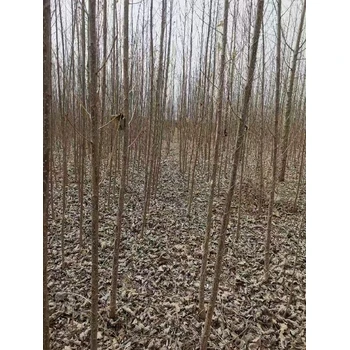 山東菏澤107速生楊樹苗基地,楊樹苗,太青楊
