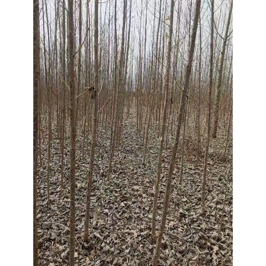 黑龍江鶴崗107速生楊樹苗基地,楊樹苗,意楊