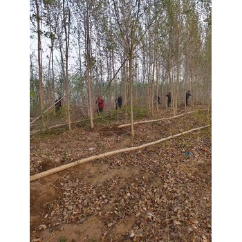 陜西延安107速生楊種條,楊樹(shù)苗,太青楊
