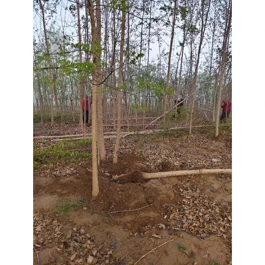 新疆博爾塔拉107速生楊樹(shù)苗基地,楊樹(shù)苗,太青楊