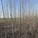 貴州黔東南107速生楊種根,楊樹(shù)苗,太青楊