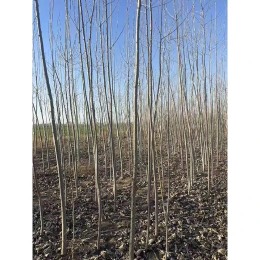 陜西榆林107速生楊插段,楊樹苗,太青楊