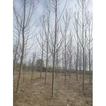 新疆石河子107速生楊樹苗,楊樹苗,意楊