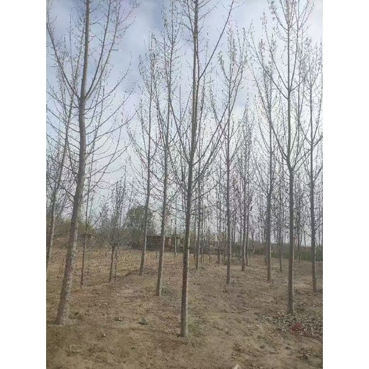 河南周口107速生楊樹苗,楊樹苗,太青楊