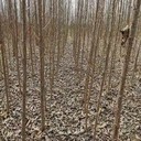 山西忻州107速生楊樹(shù)苗基地,楊樹(shù)苗,太青楊