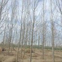 四川達(dá)州107速生楊樹(shù)苗,楊樹(shù)苗,意楊