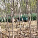 福建三明107速生楊樹苗,楊樹苗,意楊