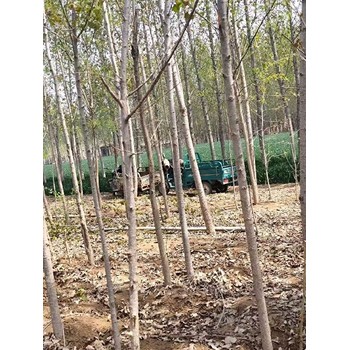 山西臨汾107速生楊插段,楊樹苗,意楊