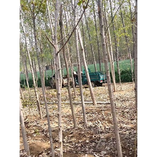 陜西延安107速生楊樹(shù)苗基地,楊樹(shù)苗,太青楊