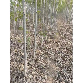 河北張家口107速生楊小苗,楊樹苗,太青楊
