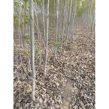 山東菏澤107速生楊樹苗基地,楊樹苗,太青楊