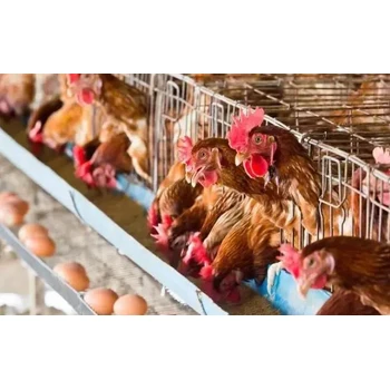 蛋雞產(chǎn)蛋期腹膜炎無抗藥植肽產(chǎn)蛋期植肽：大腸桿菌速控?zé)o憂