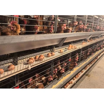 蛋雞產(chǎn)蛋期腹膜炎無抗藥植肽產(chǎn)蛋期植肽：大腸桿菌速控?zé)o憂