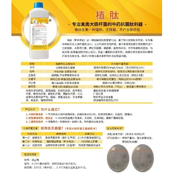 蛋雞產(chǎn)蛋期腹膜炎無抗藥植肽產(chǎn)蛋期植肽：大腸桿菌速控?zé)o憂