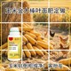 金大棒玉米葉面肥圖