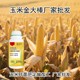 玉米高產(chǎn)金大棒貼牌圖