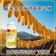 玉米金大棒批發(fā)圖