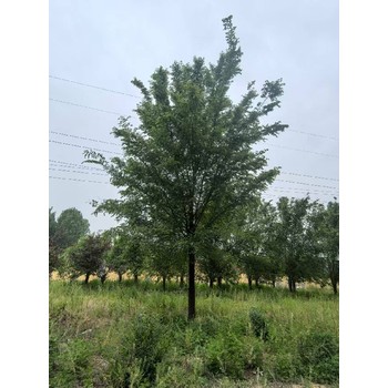 貴州銅仁白榆樹榆樹樹苗基地,榆錢樹,榆樹苗