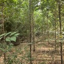 天津武清3公分白榆樹榆樹樹苗基地,榆錢樹,榆樹苗