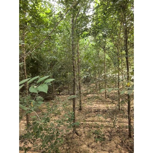 河北保定白榆樹榆樹苗木基地,榆錢樹,榆樹苗