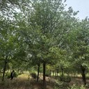 新疆吐魯番3公分白榆樹榆樹苗木基地,榆錢樹,榆樹苗