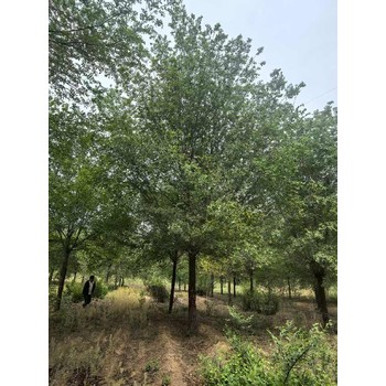 浙江杭州3公分白榆樹(shù)榆樹(shù)苗木基地,榆錢(qián)樹(shù),榆樹(shù)苗
