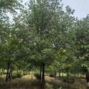 四川攀枝花8公分白榆樹榆樹樹苗基地,榆錢樹,榆樹苗