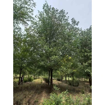 黑龍江哈爾濱白榆樹榆樹樹苗基地,榆錢樹,榆樹苗