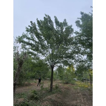 福建泉州白榆樹(shù)榆樹(shù)苗木基地,榆錢(qián)樹(shù),榆樹(shù)苗