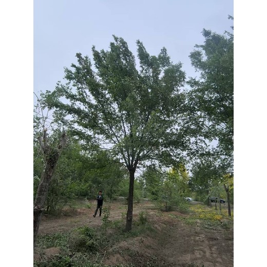 甘肅武威3公分白榆樹榆樹苗木基地,榆錢樹,榆樹苗