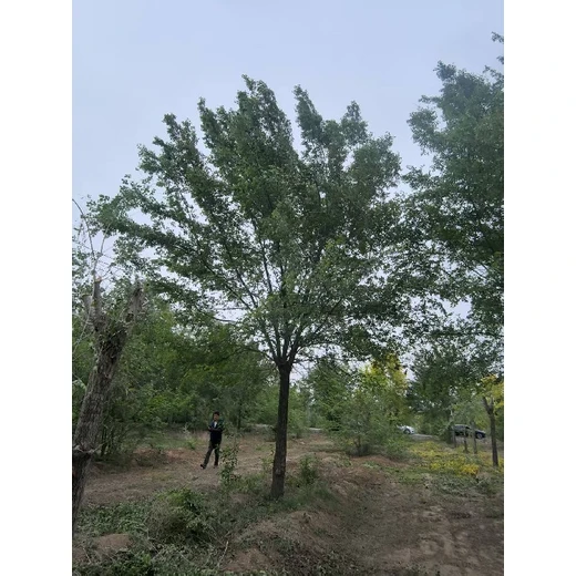 福建廈門8公分白榆樹榆樹樹苗基地,榆錢樹,榆樹苗