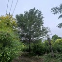 上海閘北8公分白榆樹榆樹樹苗基地,榆錢樹,榆樹苗