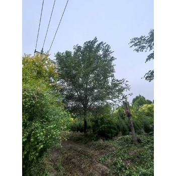 貴州黔西南白榆樹榆樹苗木基地,榆錢樹,榆樹苗